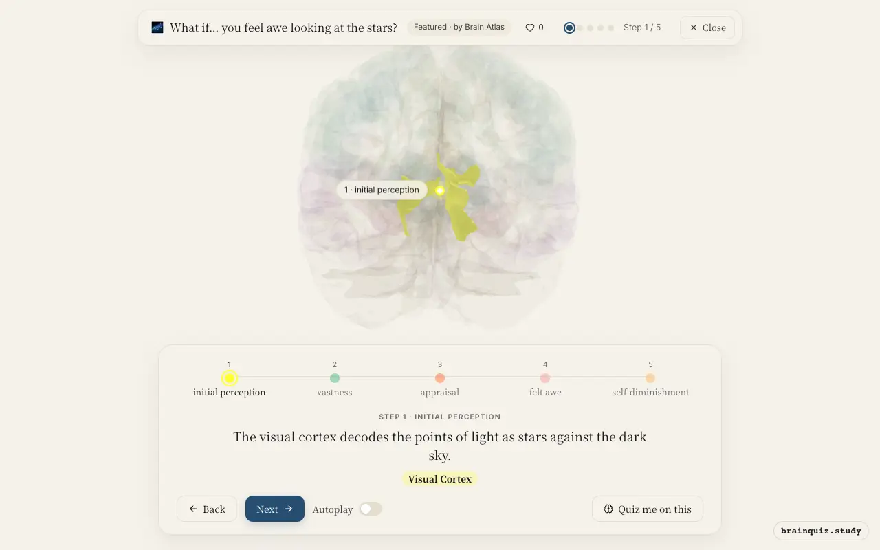 Step 1 of what happens in your brain when you feel awe looking at the stars: Visual Cortex lit on the Brain Atlas 3D brain