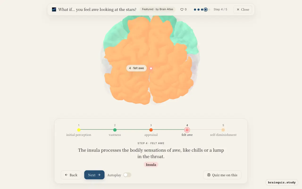 Step 4 of what happens in your brain when you feel awe looking at the stars: Visual Cortex, Parietal Cortex, Prefrontal Cortex, Insula lit on the Brain Atlas 3D brain