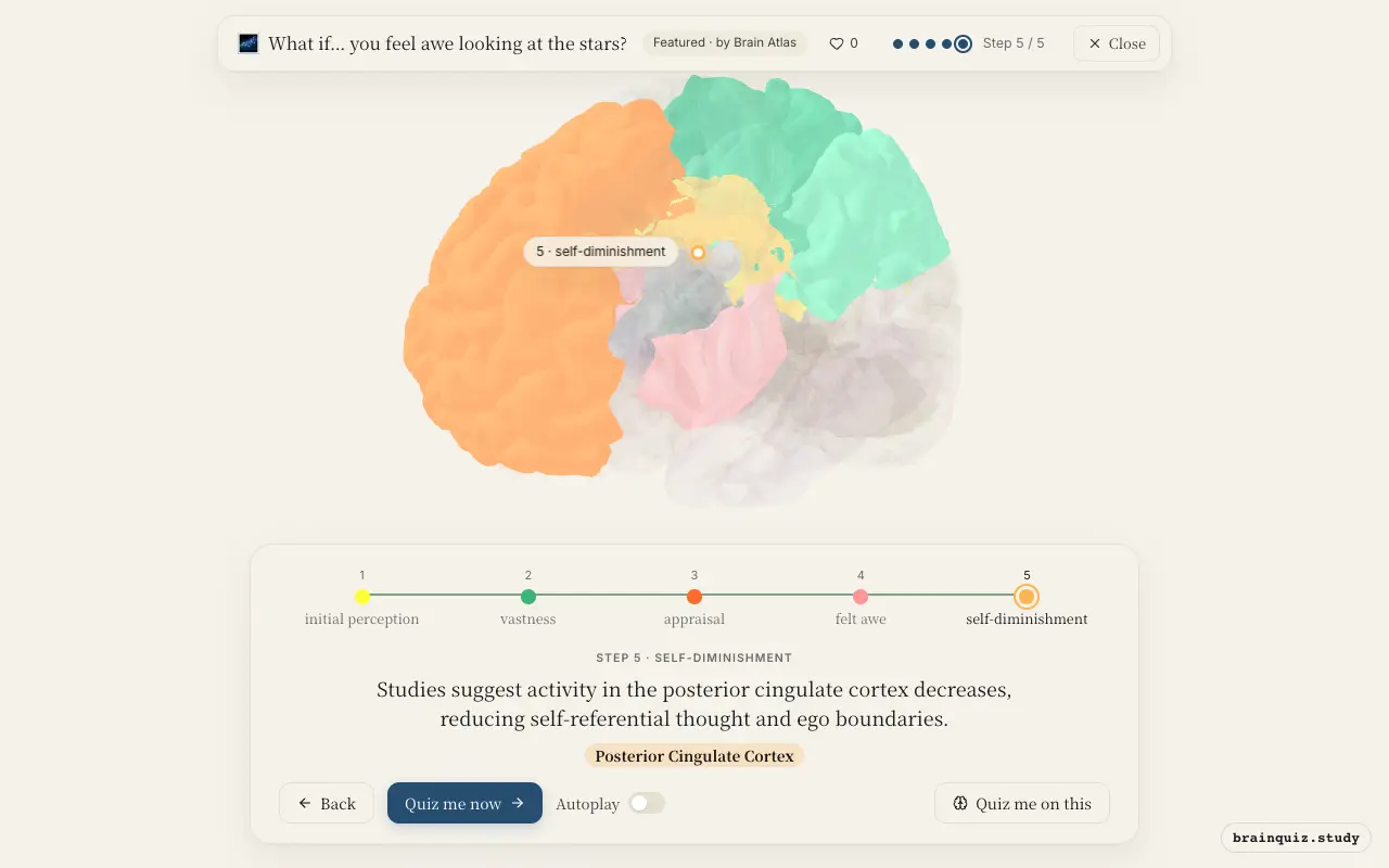 Visual Cortex, Parietal Cortex, Prefrontal Cortex, Insula, Posterior Cingulate Cortex lit up on the Brain Atlas 3D brain: what happens in your brain when you feel awe looking at the stars