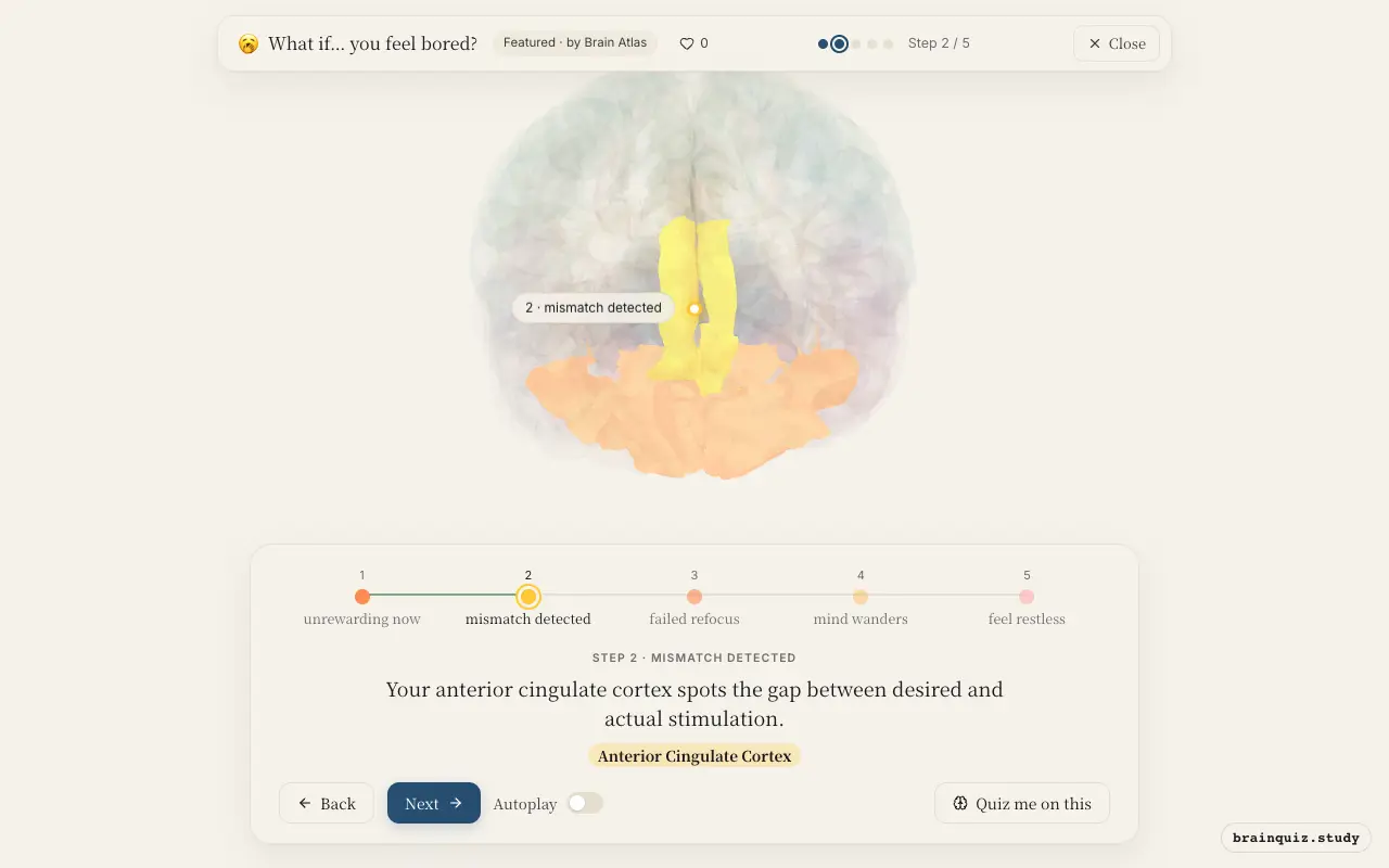 Step 2 of what happens in your brain when you feel bored: Orbitofrontal Cortex, Anterior Cingulate Cortex lit on the Brain Atlas 3D brain