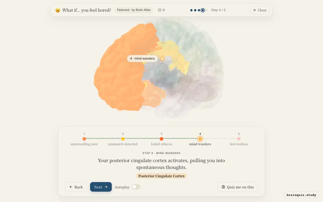 Step 4 of what happens in your brain when you feel bored: Orbitofrontal Cortex, Anterior Cingulate Cortex, Prefrontal Cortex, Posterior Cingulate Cortex lit on the Brain Atlas 3D brain