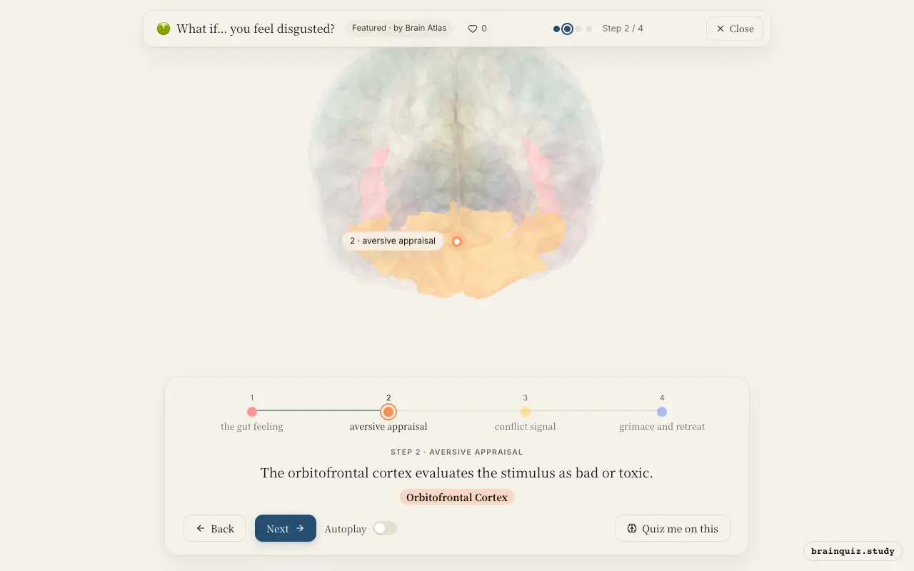 Step 2 of what happens in your brain when you feel disgusted: Insula, Orbitofrontal Cortex lit on the Brain Atlas 3D brain