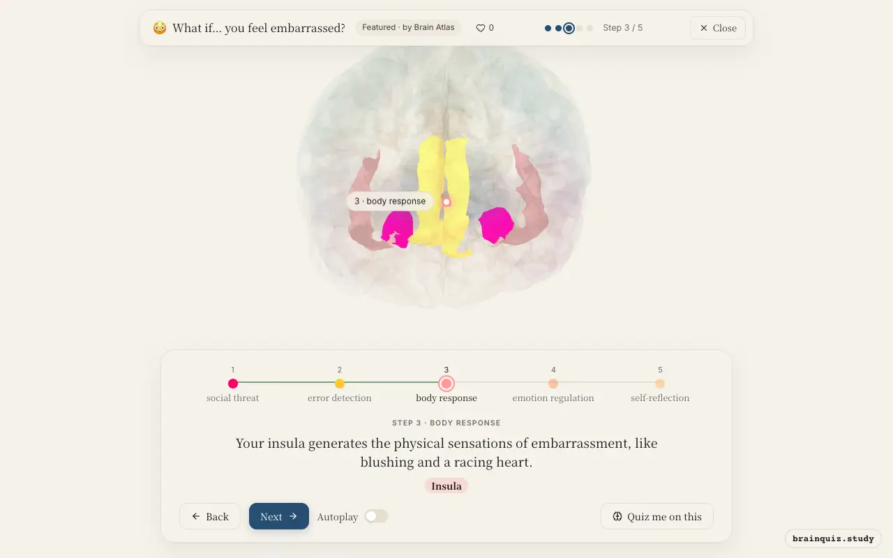 Step 3 of what happens in your brain when you feel embarrassed: Amygdala, Anterior Cingulate Cortex, Insula lit on the Brain Atlas 3D brain