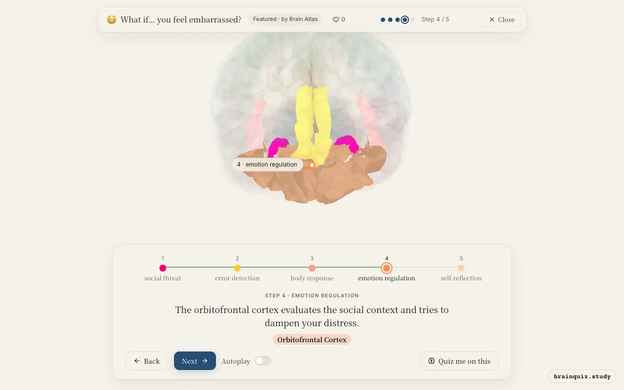 Step 4 of what happens in your brain when you feel embarrassed: Amygdala, Anterior Cingulate Cortex, Insula, Orbitofrontal Cortex lit on the Brain Atlas 3D brain