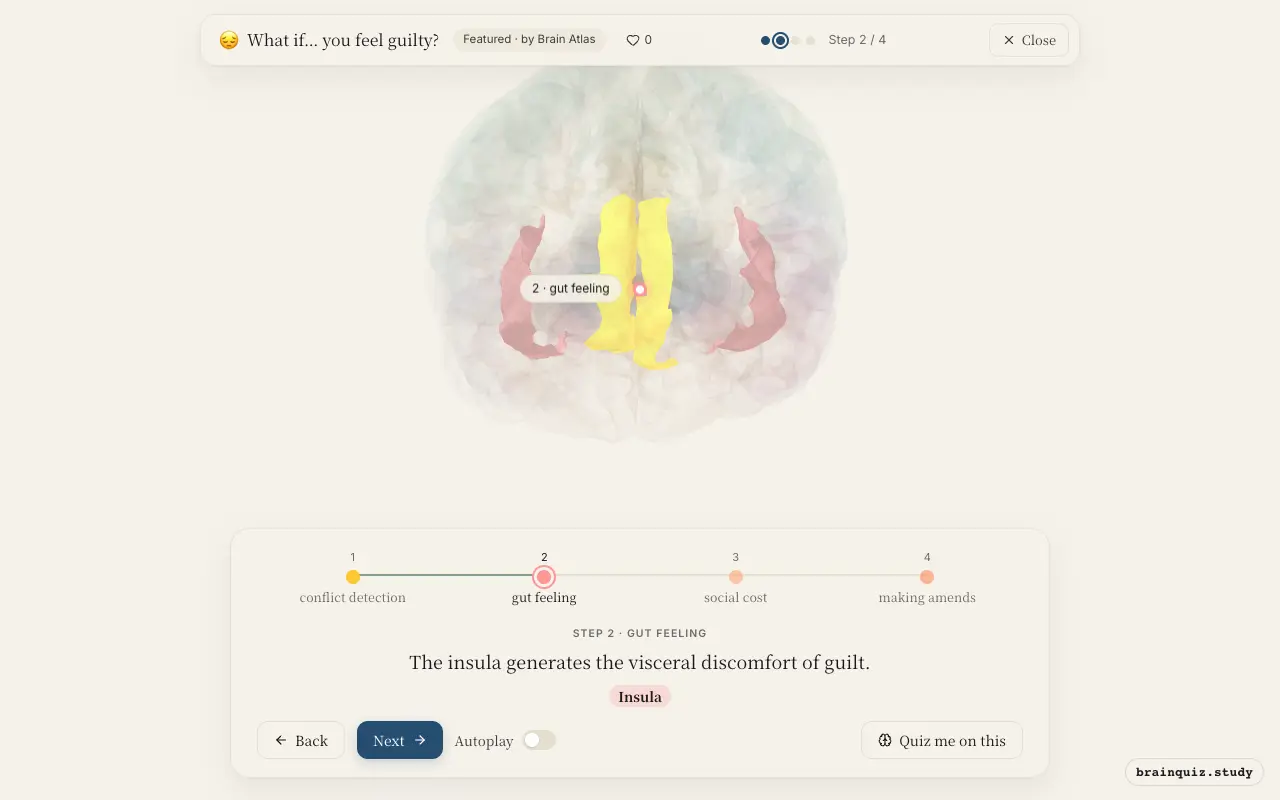 Step 2 of what happens in your brain when you feel guilty: Anterior Cingulate Cortex, Insula lit on the Brain Atlas 3D brain