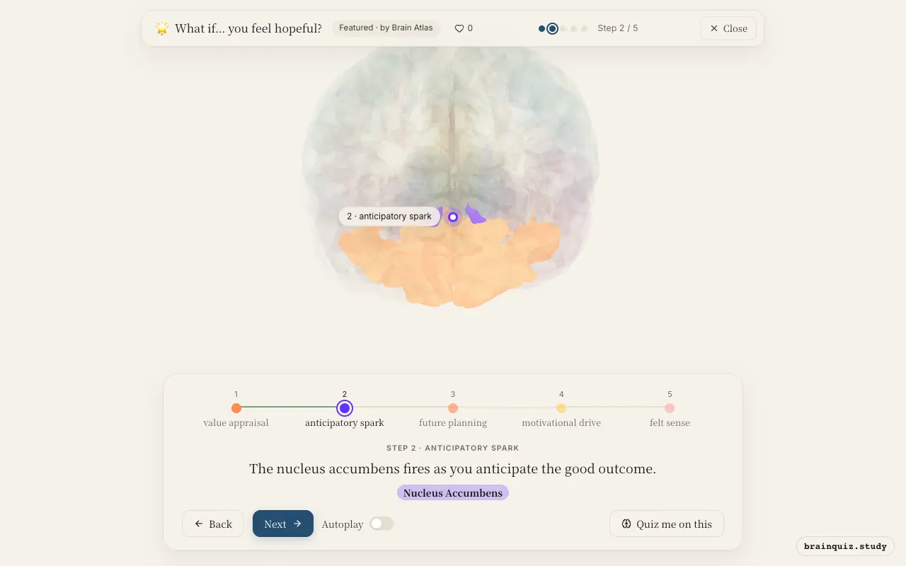 Step 2 of what happens in your brain when you feel hopeful: Orbitofrontal Cortex, Nucleus Accumbens lit on the Brain Atlas 3D brain
