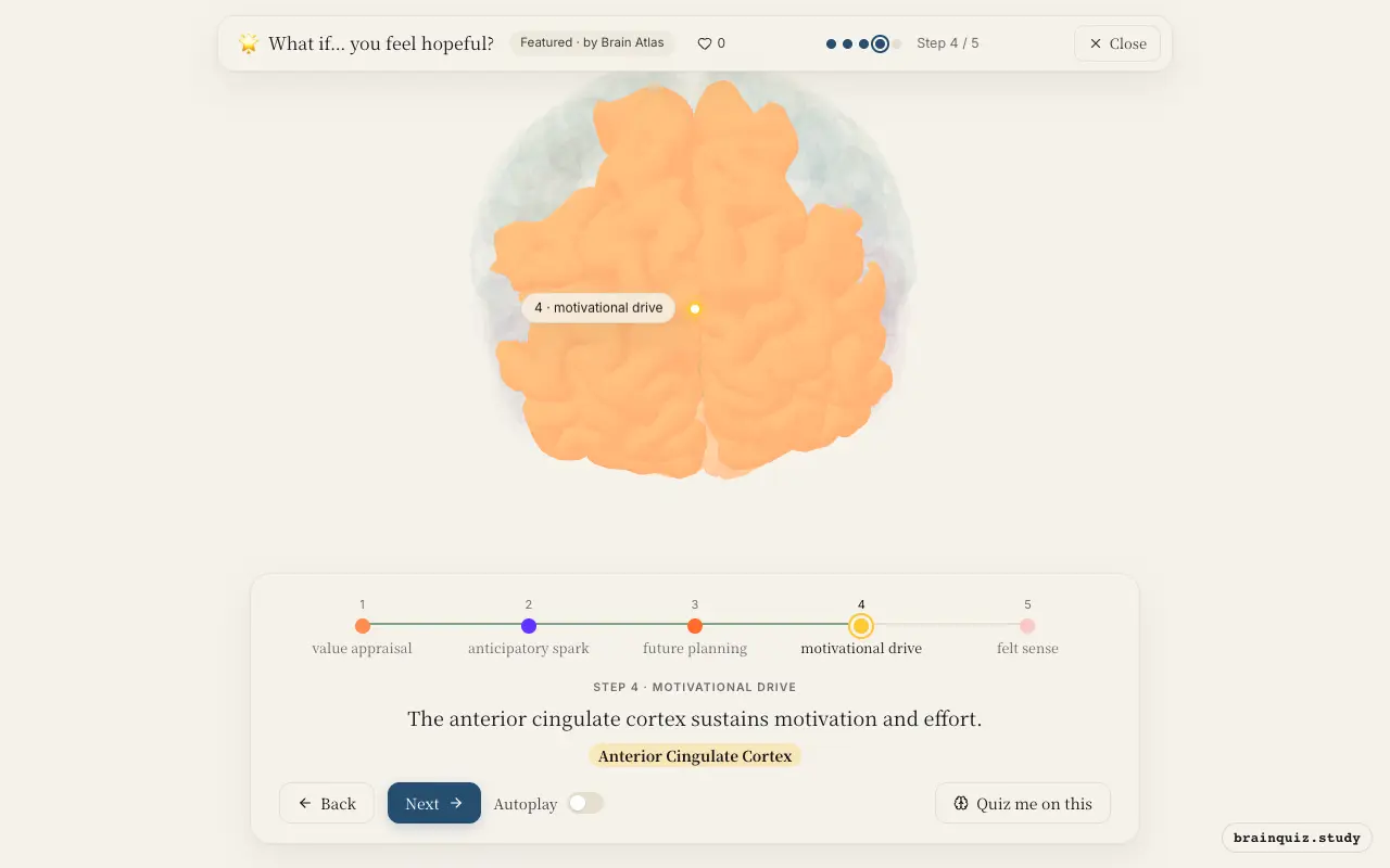 Step 4 of what happens in your brain when you feel hopeful: Orbitofrontal Cortex, Nucleus Accumbens, Prefrontal Cortex, Anterior Cingulate Cortex lit on the Brain Atlas 3D brain