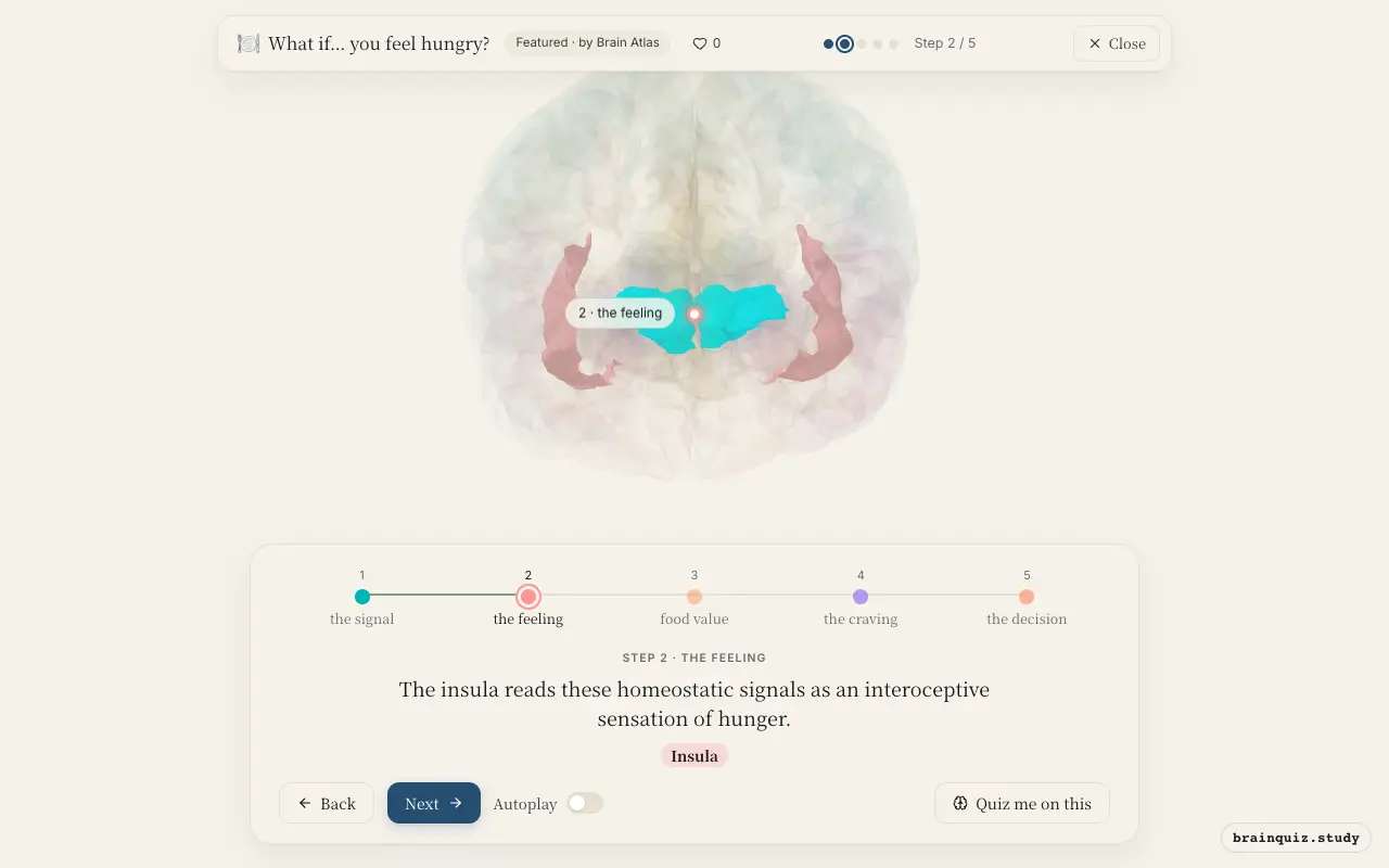 Step 2 of what happens in your brain when you feel hungry: Hypothalamus, Insula lit on the Brain Atlas 3D brain