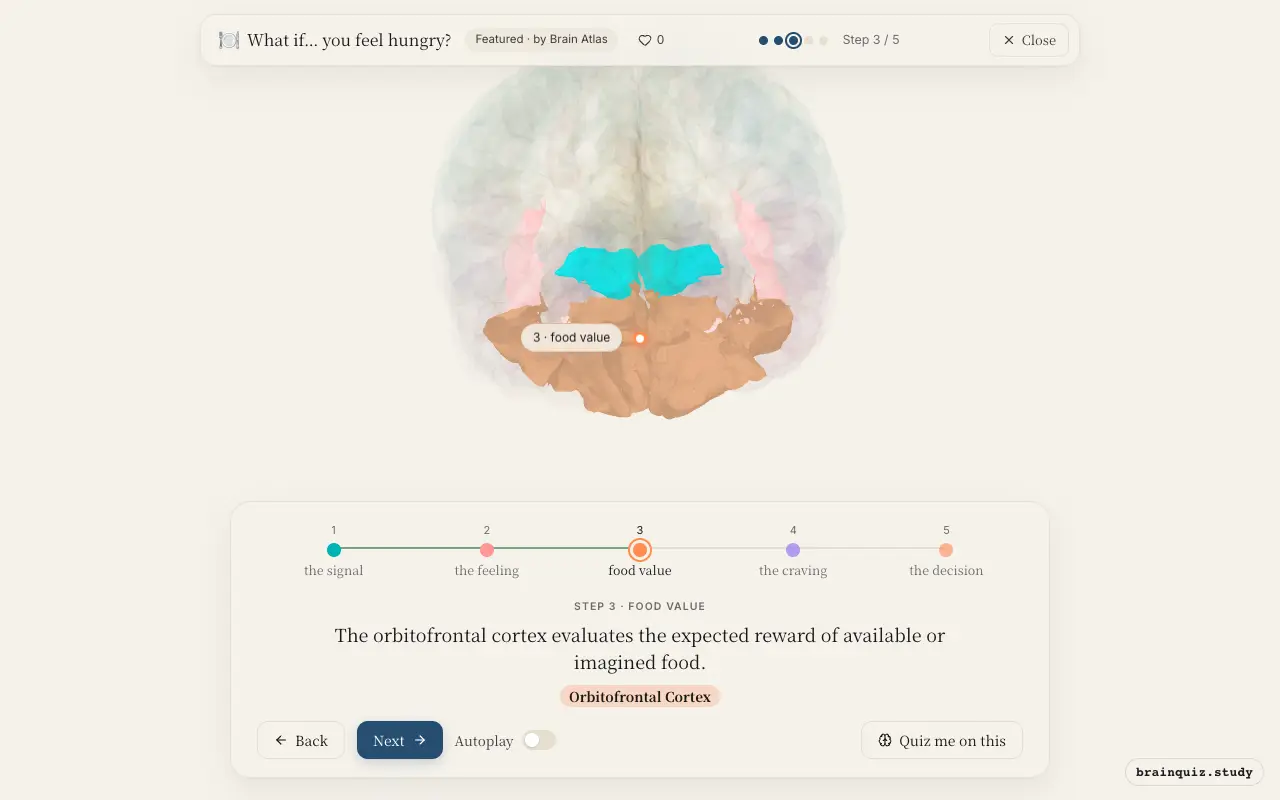 Step 3 of what happens in your brain when you feel hungry: Hypothalamus, Insula, Orbitofrontal Cortex lit on the Brain Atlas 3D brain