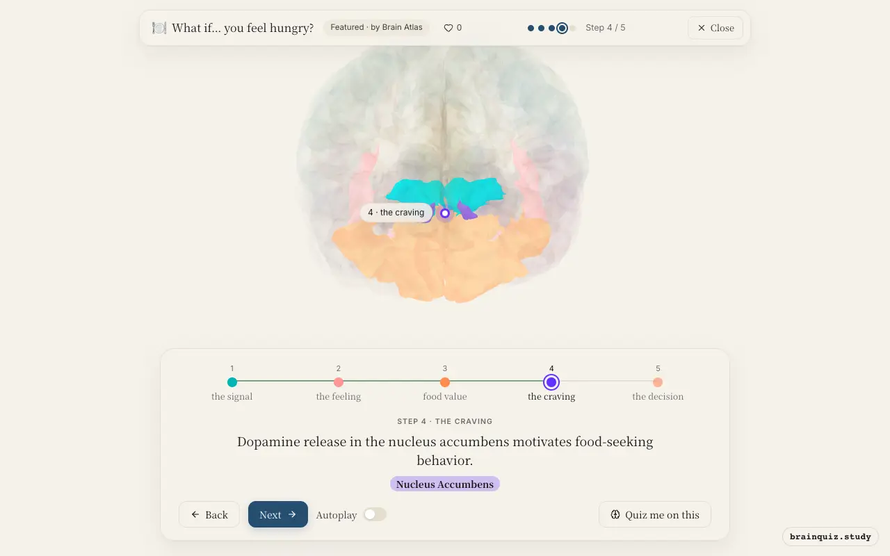 Step 4 of what happens in your brain when you feel hungry: Hypothalamus, Insula, Orbitofrontal Cortex, Nucleus Accumbens lit on the Brain Atlas 3D brain