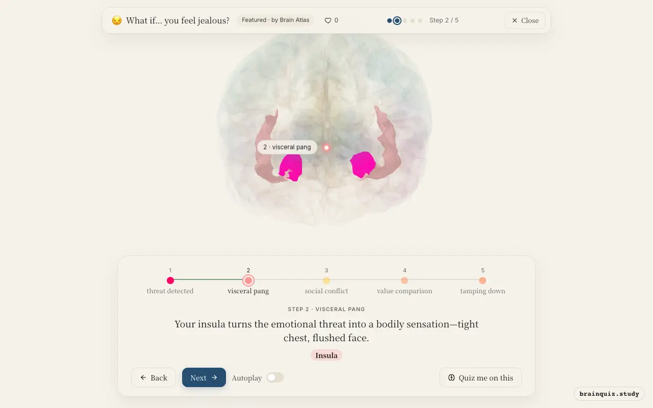 Step 2 of what happens in your brain when you feel jealous: Amygdala, Insula lit on the Brain Atlas 3D brain
