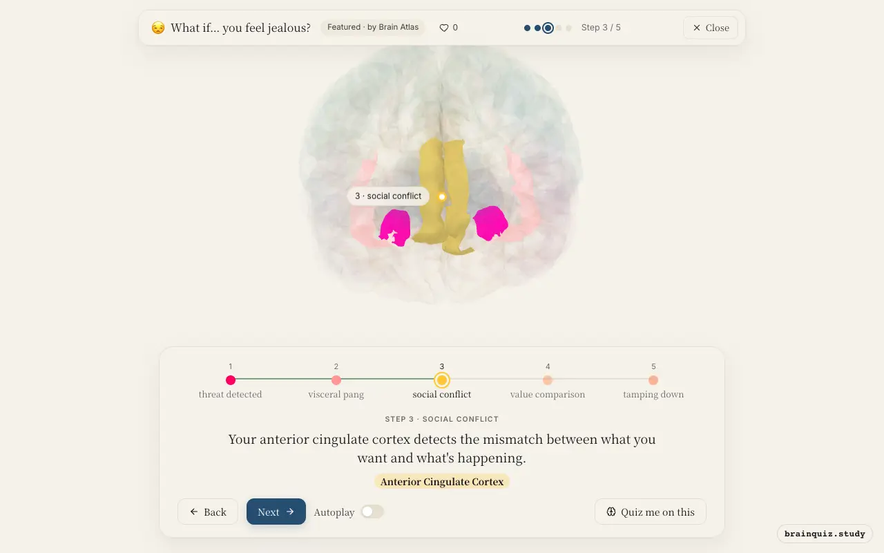 Step 3 of what happens in your brain when you feel jealous: Amygdala, Insula, Anterior Cingulate Cortex lit on the Brain Atlas 3D brain