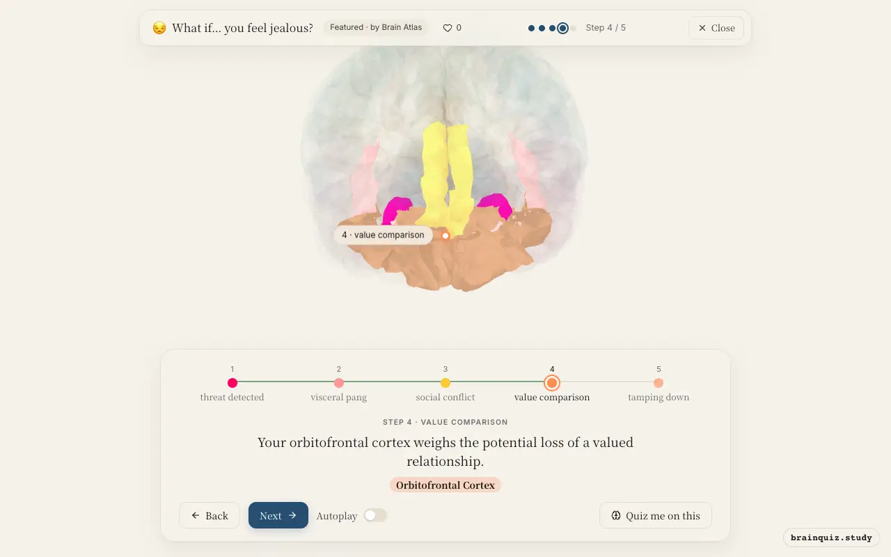 Step 4 of what happens in your brain when you feel jealous: Amygdala, Insula, Anterior Cingulate Cortex, Orbitofrontal Cortex lit on the Brain Atlas 3D brain