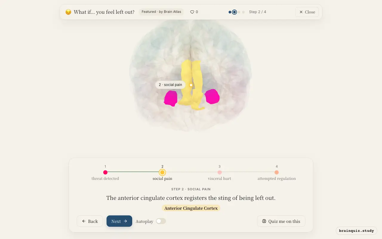 Step 2 of what happens in your brain when you feel left out: Amygdala, Anterior Cingulate Cortex lit on the Brain Atlas 3D brain