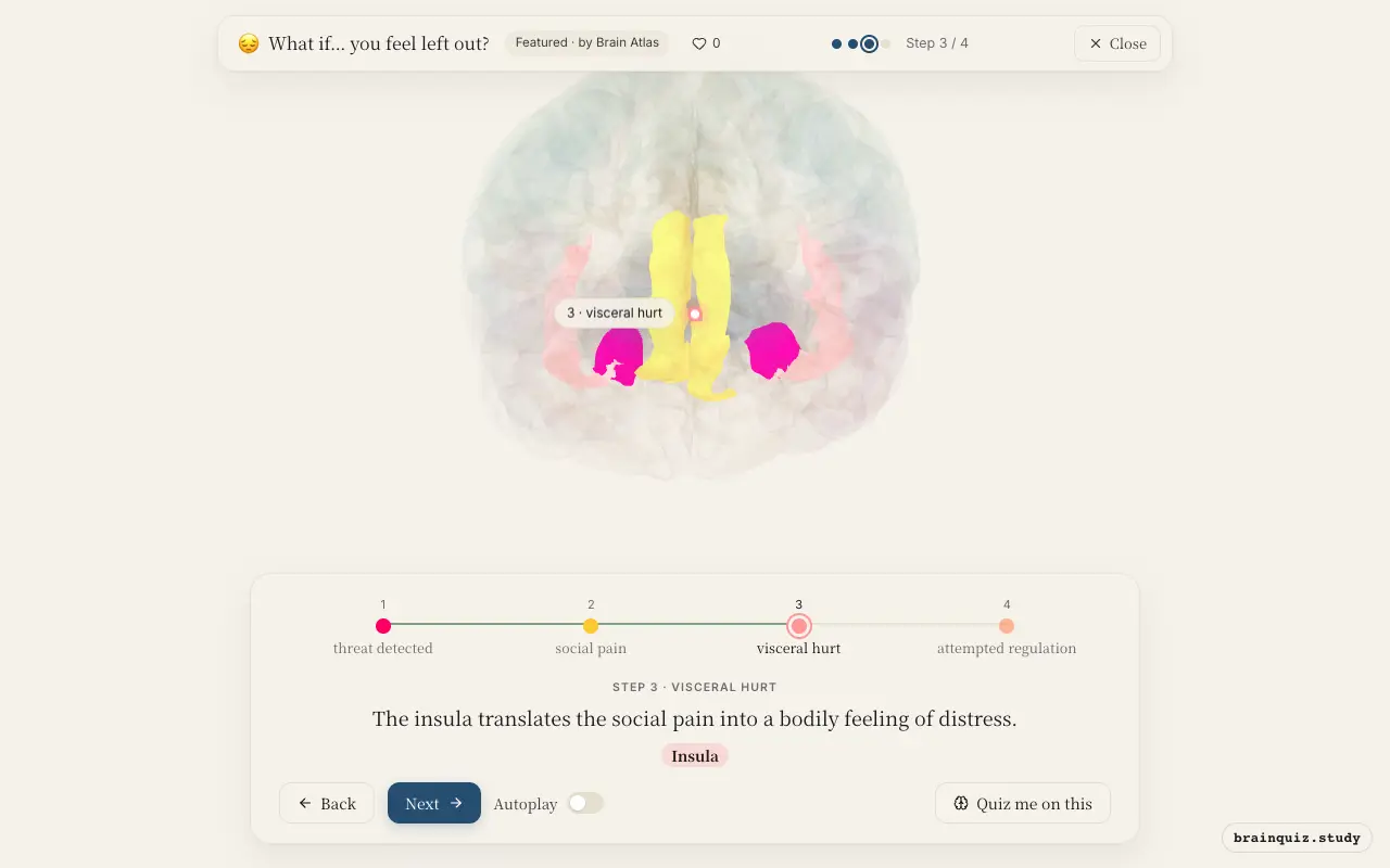 Step 3 of what happens in your brain when you feel left out: Amygdala, Anterior Cingulate Cortex, Insula lit on the Brain Atlas 3D brain