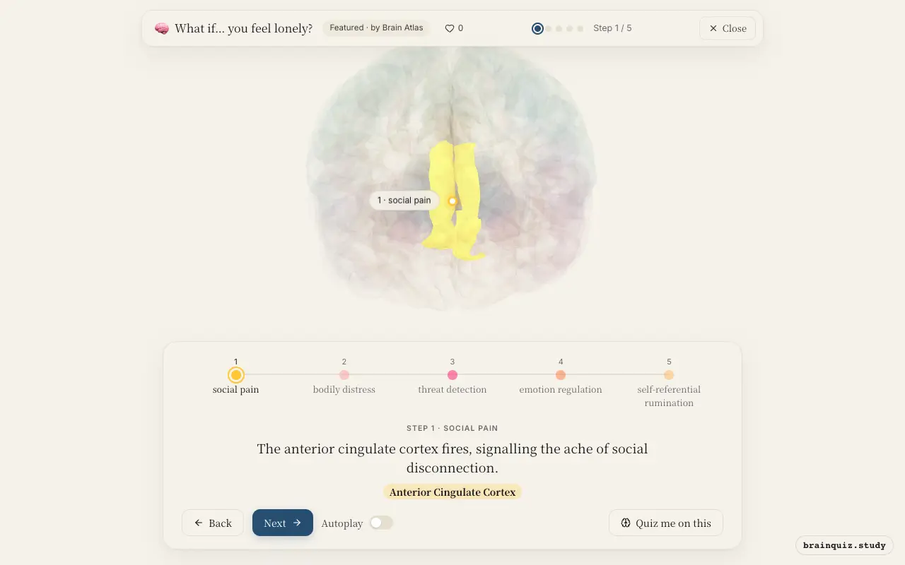 Step 1 of what happens in your brain when you feel lonely: Anterior Cingulate Cortex lit on the Brain Atlas 3D brain