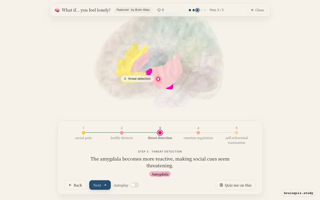 Step 3 of what happens in your brain when you feel lonely: Anterior Cingulate Cortex, Insula, Amygdala lit on the Brain Atlas 3D brain