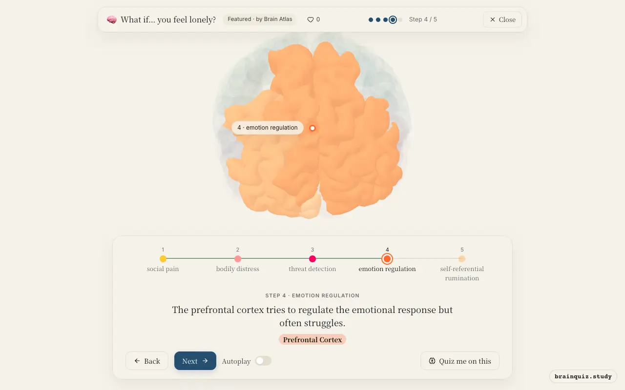 Step 4 of what happens in your brain when you feel lonely: Anterior Cingulate Cortex, Insula, Amygdala, Prefrontal Cortex lit on the Brain Atlas 3D brain