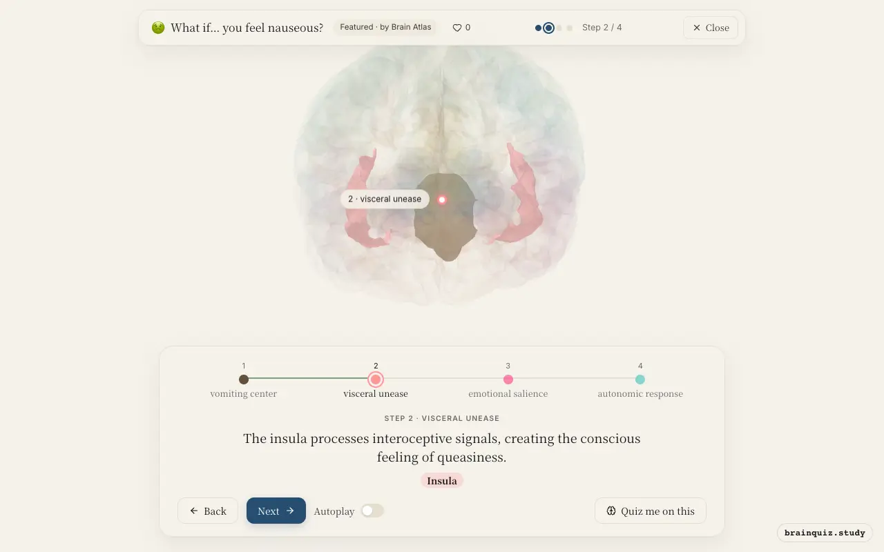 Step 2 of what happens in your brain when you feel nauseous: Brainstem, Insula lit on the Brain Atlas 3D brain