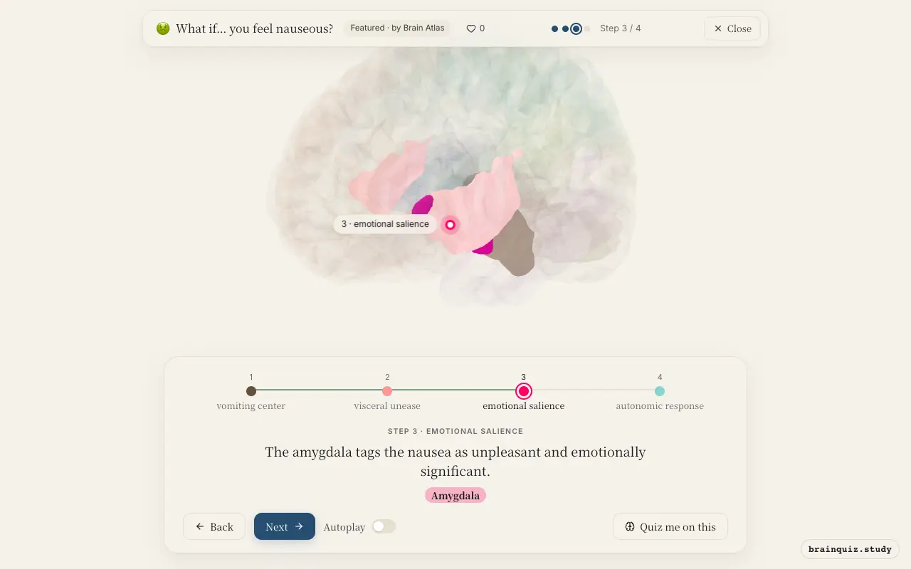 Step 3 of what happens in your brain when you feel nauseous: Brainstem, Insula, Amygdala lit on the Brain Atlas 3D brain