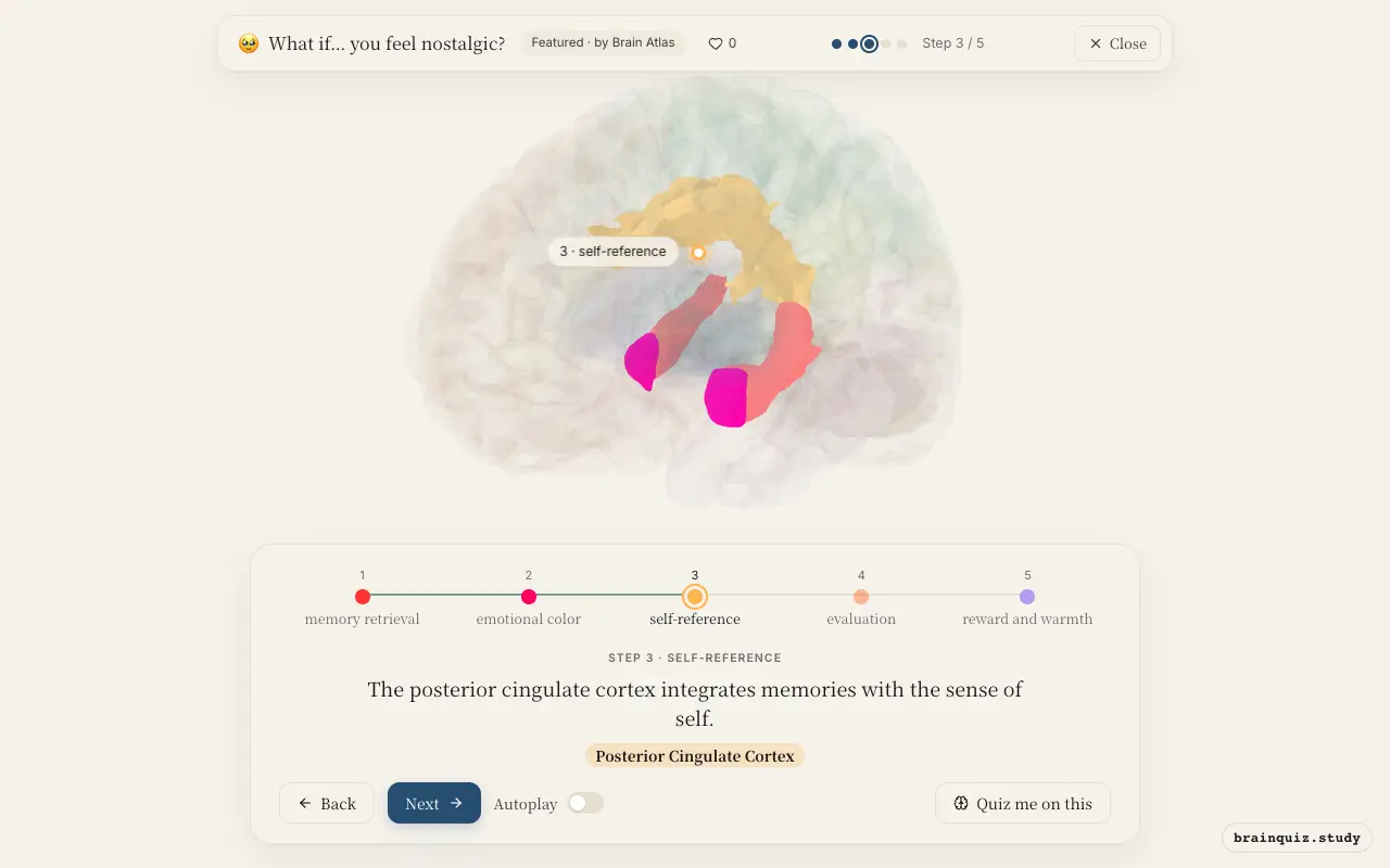 Step 3 of what happens in your brain when you feel nostalgic: Hippocampus, Amygdala, Posterior Cingulate Cortex lit on the Brain Atlas 3D brain