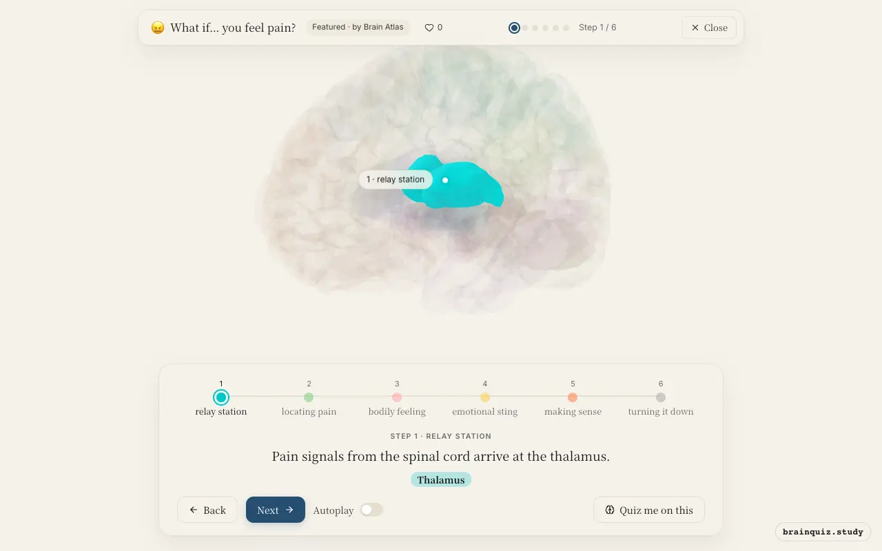 Step 1 of what happens in your brain when you feel pain: Thalamus lit on the Brain Atlas 3D brain