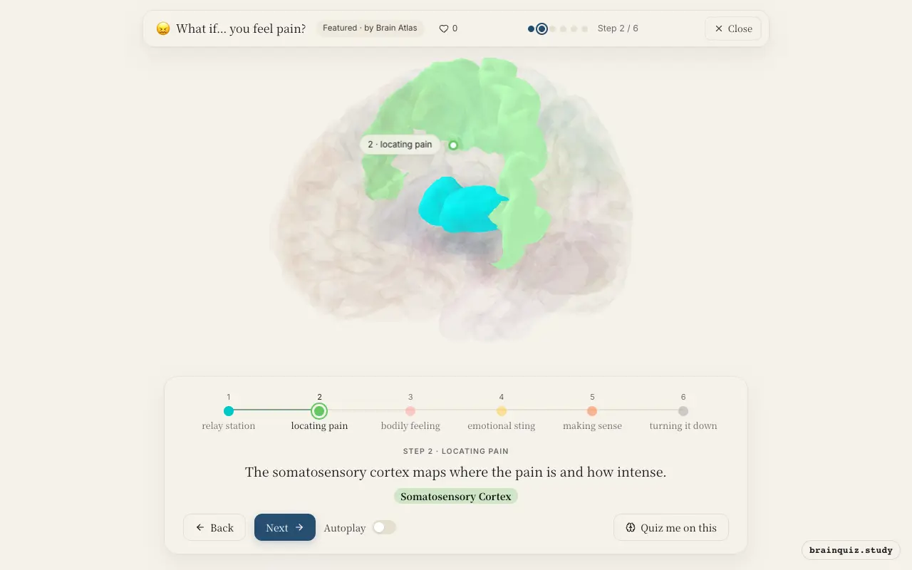 Step 2 of what happens in your brain when you feel pain: Thalamus, Somatosensory Cortex lit on the Brain Atlas 3D brain