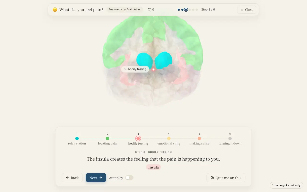 Step 3 of what happens in your brain when you feel pain: Thalamus, Somatosensory Cortex, Insula lit on the Brain Atlas 3D brain