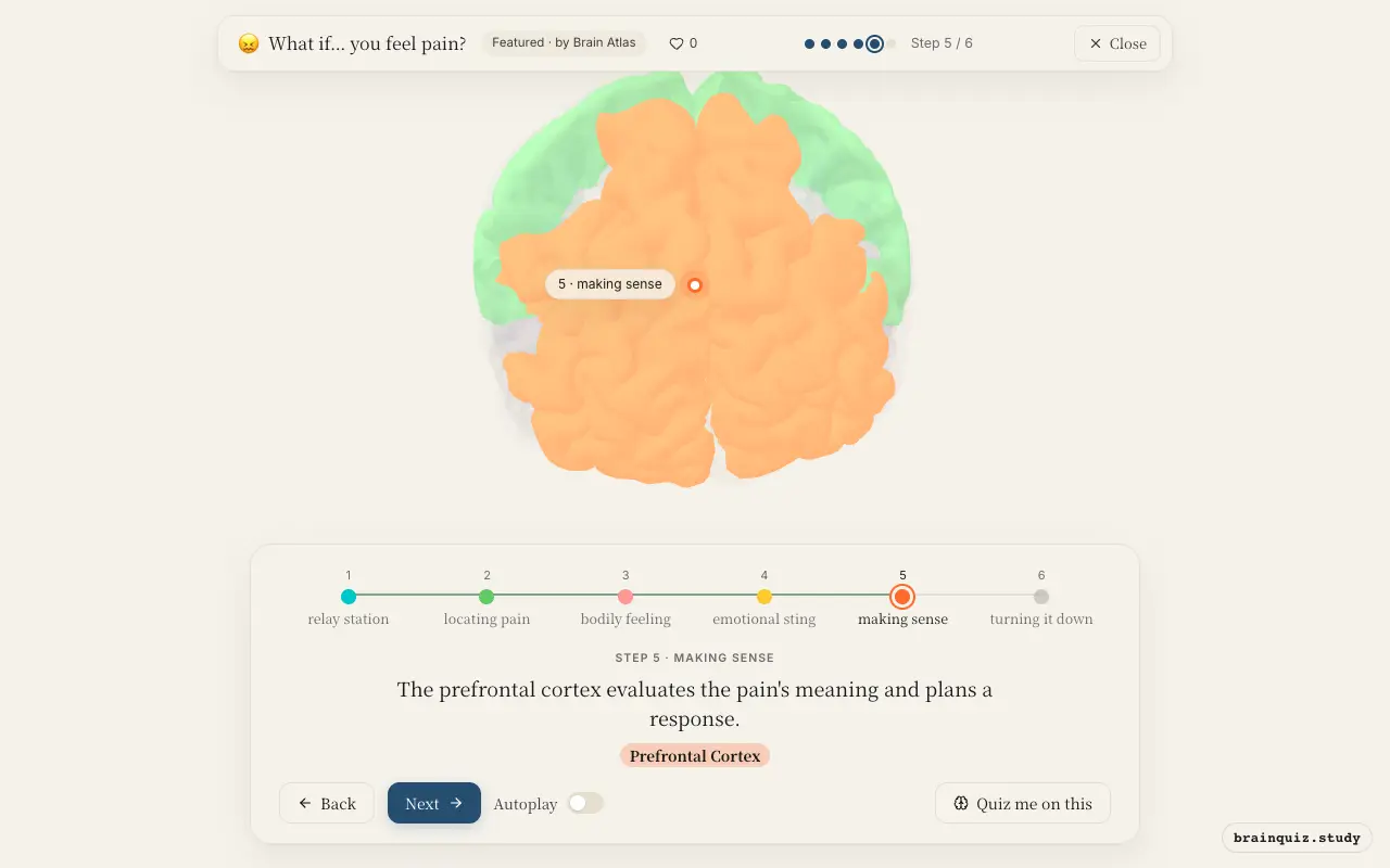 Step 5 of what happens in your brain when you feel pain: Thalamus, Somatosensory Cortex, Insula, Anterior Cingulate Cortex, Prefrontal Cortex lit on the Brain Atlas 3D brain
