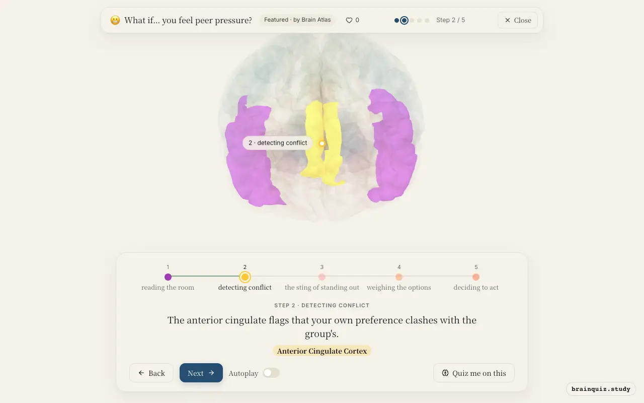 Step 2 of what happens in your brain when you feel peer pressure: Temporal Cortex, Anterior Cingulate Cortex lit on the Brain Atlas 3D brain