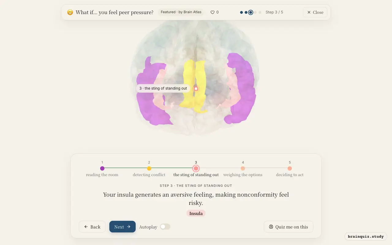 Step 3 of what happens in your brain when you feel peer pressure: Temporal Cortex, Anterior Cingulate Cortex, Insula lit on the Brain Atlas 3D brain