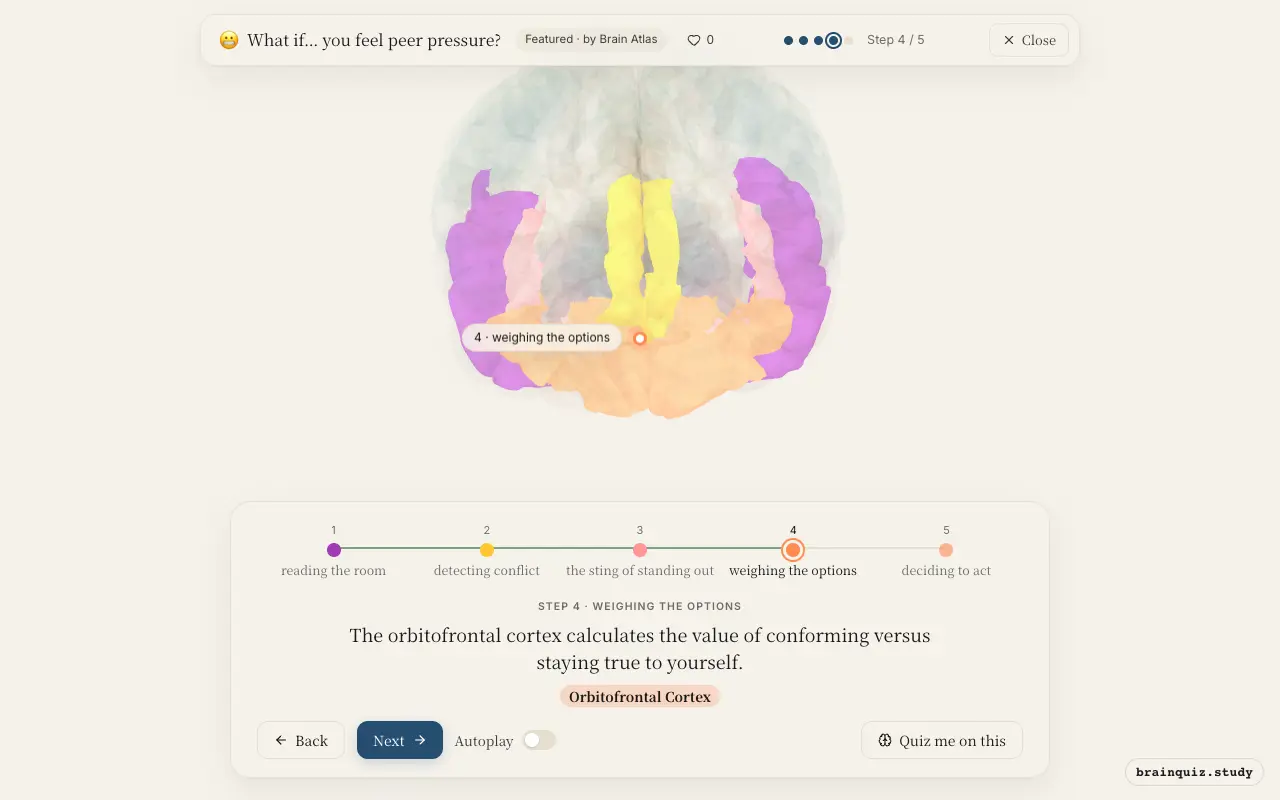 Step 4 of what happens in your brain when you feel peer pressure: Temporal Cortex, Anterior Cingulate Cortex, Insula, Orbitofrontal Cortex lit on the Brain Atlas 3D brain