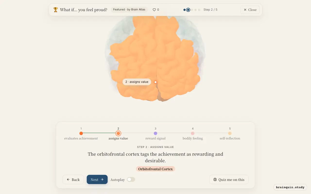 Step 2 of what happens in your brain when you feel proud: Prefrontal Cortex, Orbitofrontal Cortex lit on the Brain Atlas 3D brain
