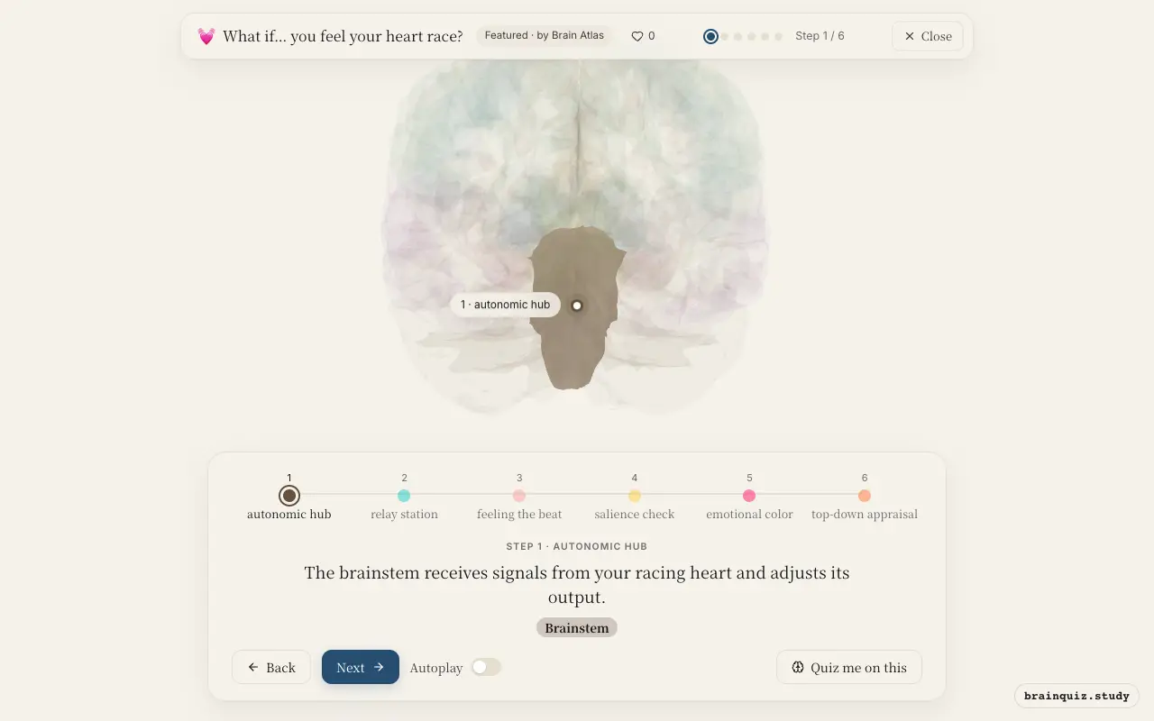 Step 1 of what happens in your brain when you feel your heart race: Brainstem lit on the Brain Atlas 3D brain