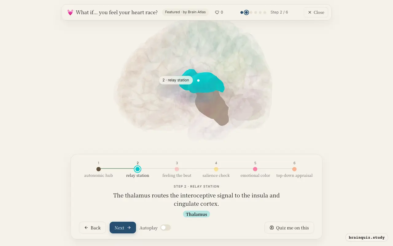 Step 2 of what happens in your brain when you feel your heart race: Brainstem, Thalamus lit on the Brain Atlas 3D brain