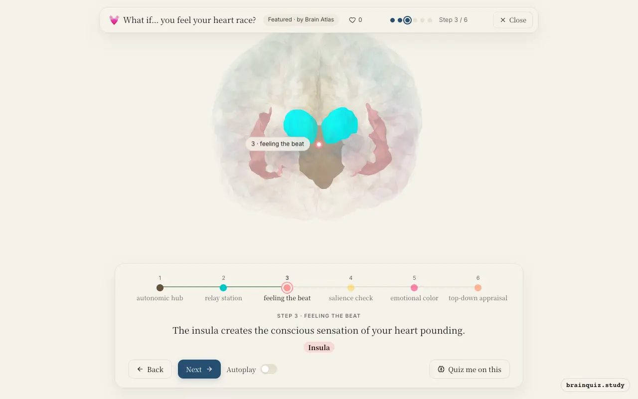 Step 3 of what happens in your brain when you feel your heart race: Brainstem, Thalamus, Insula lit on the Brain Atlas 3D brain