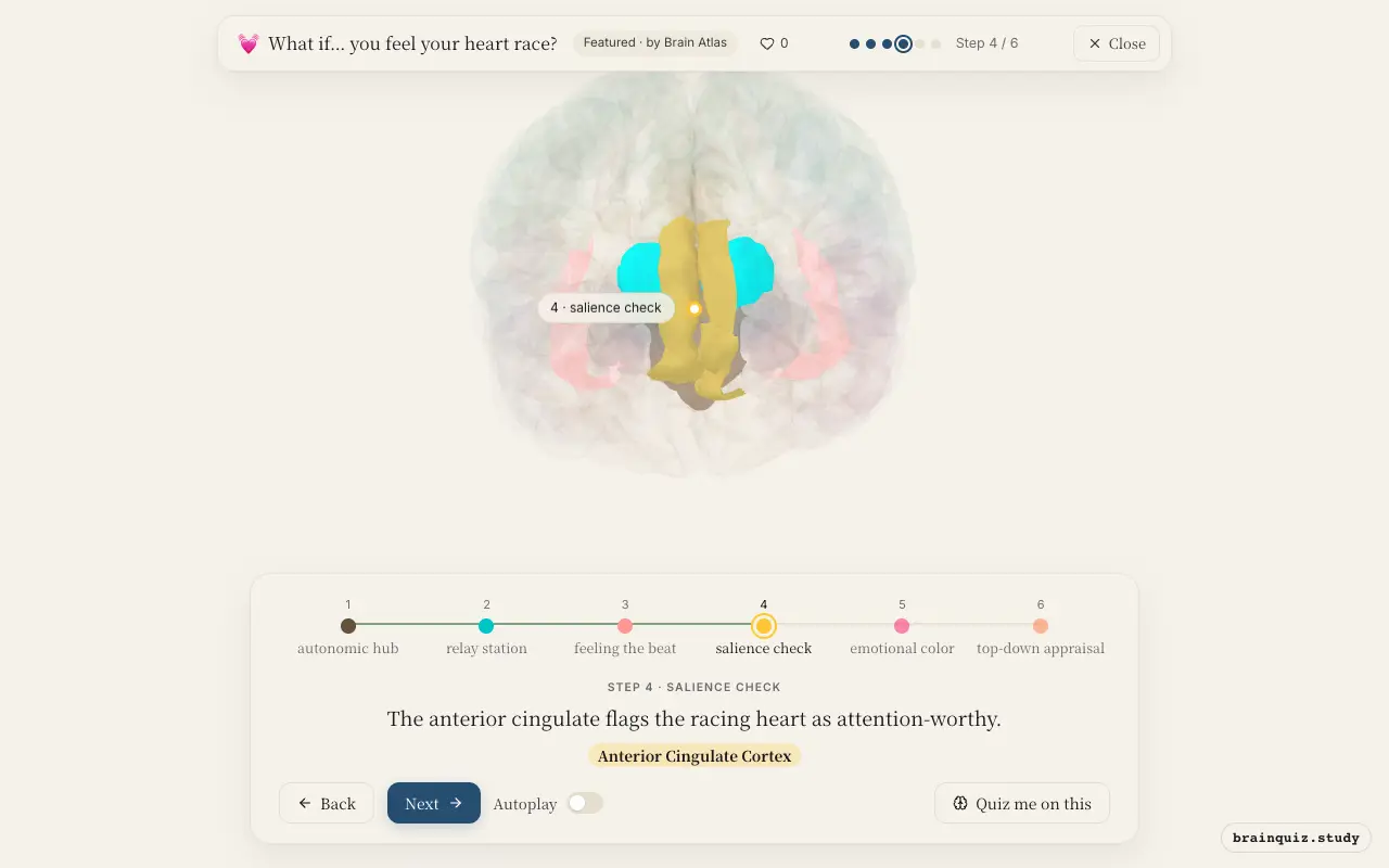 Step 4 of what happens in your brain when you feel your heart race: Brainstem, Thalamus, Insula, Anterior Cingulate Cortex lit on the Brain Atlas 3D brain