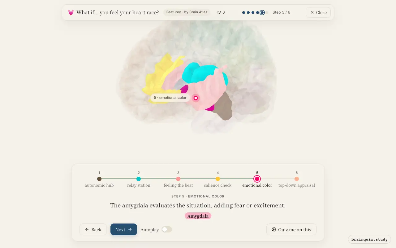 Step 5 of what happens in your brain when you feel your heart race: Brainstem, Thalamus, Insula, Anterior Cingulate Cortex, Amygdala lit on the Brain Atlas 3D brain