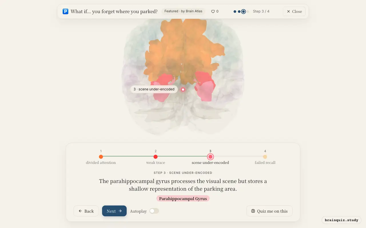 Step 3 of what happens in your brain when you forget where you parked: Prefrontal Cortex, Hippocampus, Parahippocampal Gyrus lit on the Brain Atlas 3D brain