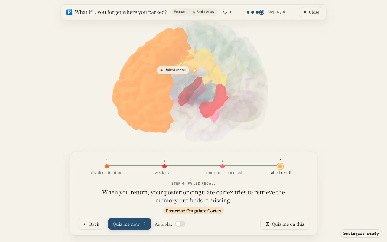 Prefrontal Cortex, Hippocampus, Parahippocampal Gyrus, Posterior Cingulate Cortex lit up on the Brain Atlas 3D brain: what happens in your brain when you forget where you parked