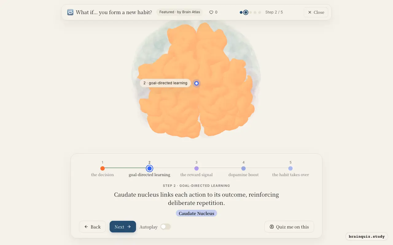 Step 2 of what happens in your brain when you form a new habit: Prefrontal Cortex, Caudate Nucleus lit on the Brain Atlas 3D brain