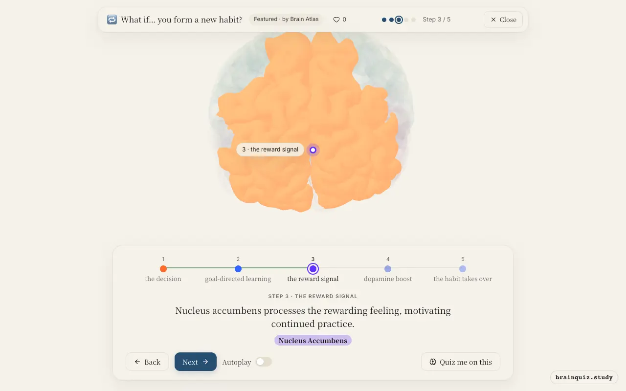 Step 3 of what happens in your brain when you form a new habit: Prefrontal Cortex, Caudate Nucleus, Nucleus Accumbens lit on the Brain Atlas 3D brain