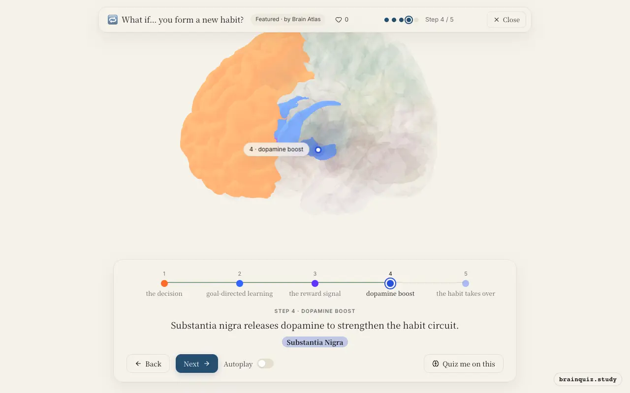 Step 4 of what happens in your brain when you form a new habit: Prefrontal Cortex, Caudate Nucleus, Nucleus Accumbens, Substantia Nigra lit on the Brain Atlas 3D brain