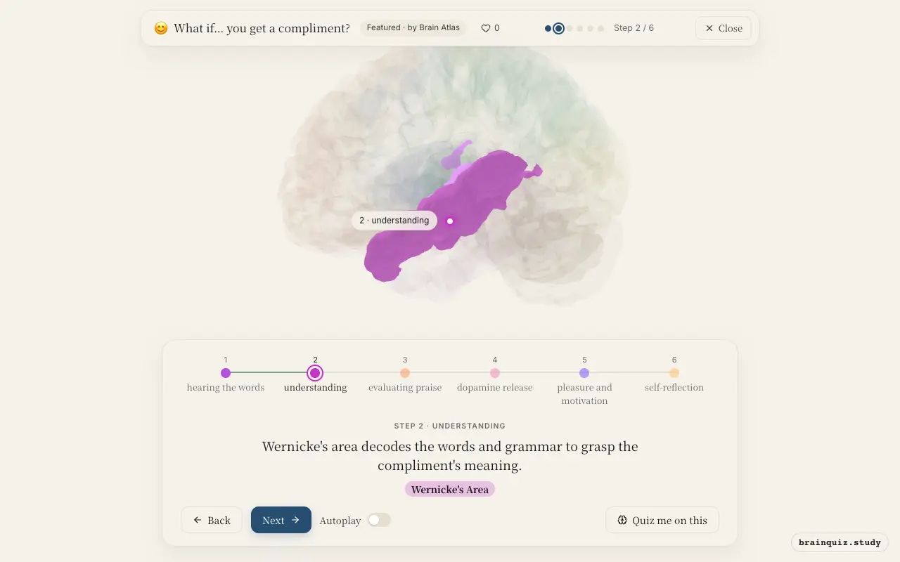 Step 2 of what happens in your brain when you get a compliment: Auditory Cortex, Wernicke's Area lit on the Brain Atlas 3D brain
