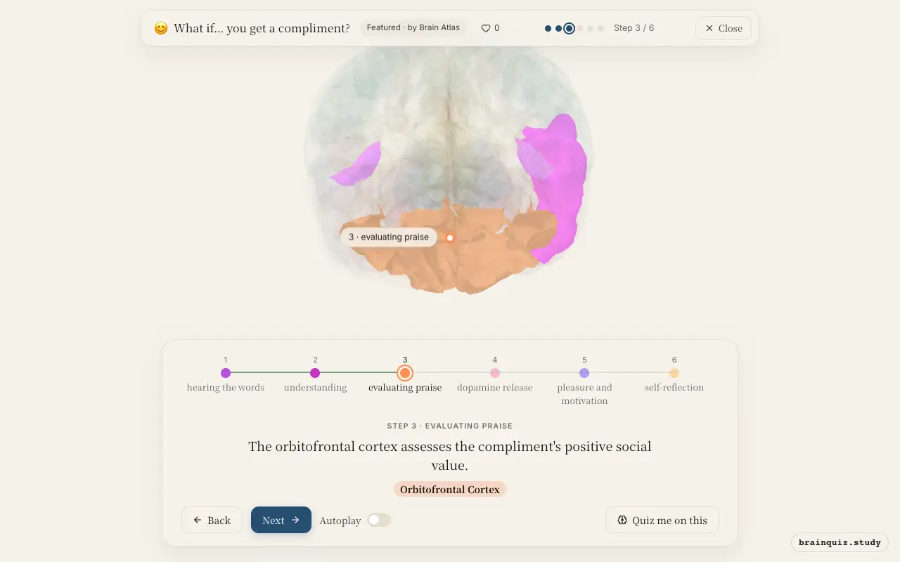 Step 3 of what happens in your brain when you get a compliment: Auditory Cortex, Wernicke's Area, Orbitofrontal Cortex lit on the Brain Atlas 3D brain