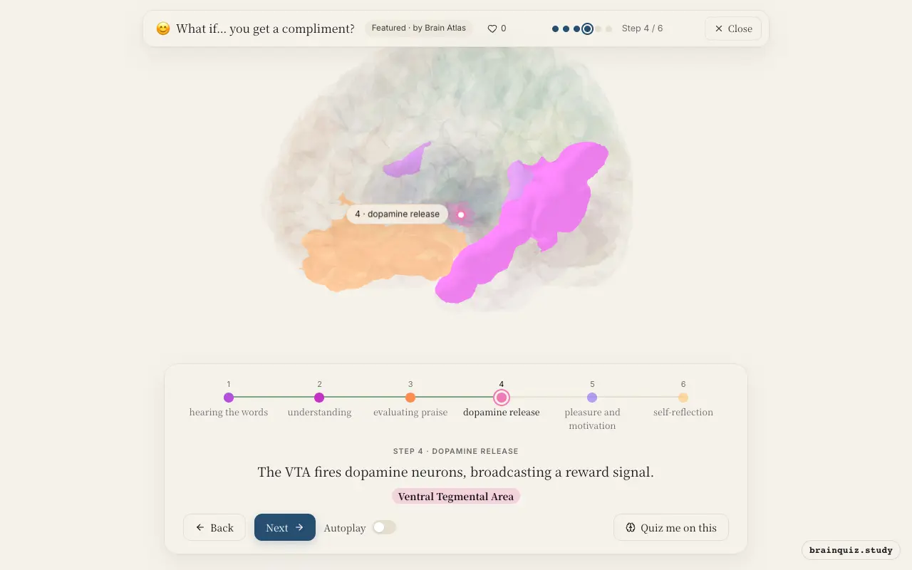 Step 4 of what happens in your brain when you get a compliment: Auditory Cortex, Wernicke's Area, Orbitofrontal Cortex, Ventral Tegmental Area lit on the Brain Atlas 3D brain