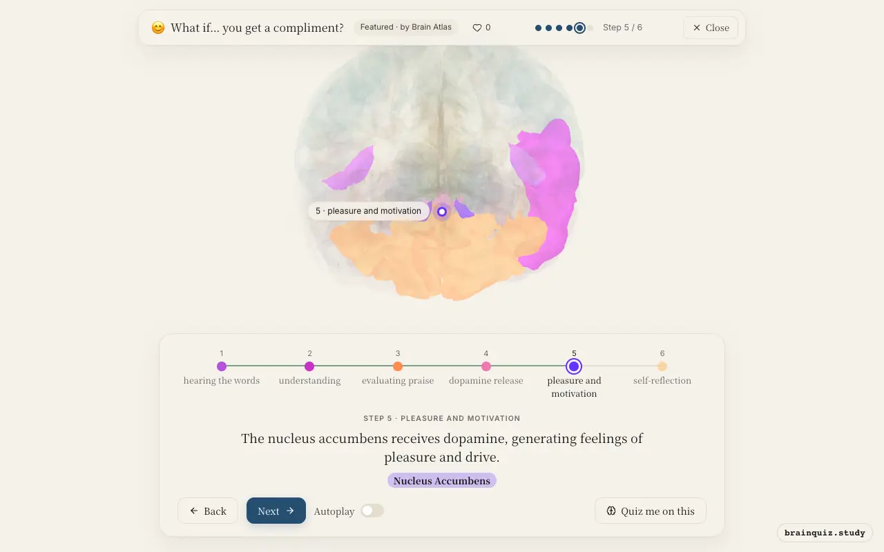 Step 5 of what happens in your brain when you get a compliment: Auditory Cortex, Wernicke's Area, Orbitofrontal Cortex, Ventral Tegmental Area, Nucleus Accumbens lit on the Brain Atlas 3D brain