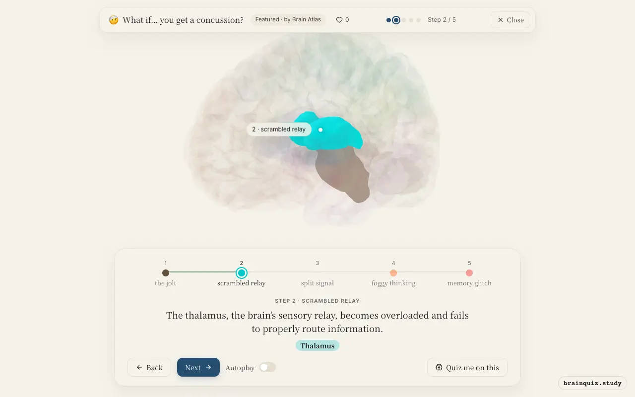 Step 2 of what happens in your brain when you get a concussion: Brainstem, Thalamus lit on the Brain Atlas 3D brain