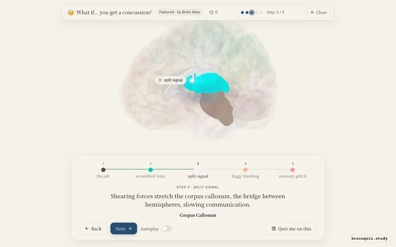 Step 3 of what happens in your brain when you get a concussion: Brainstem, Thalamus, Corpus Callosum lit on the Brain Atlas 3D brain