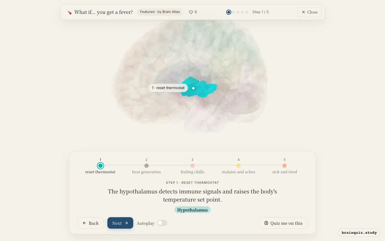 Step 1 of what happens in your brain when you get a fever: Hypothalamus lit on the Brain Atlas 3D brain